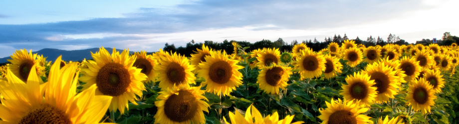 champs de tournesols