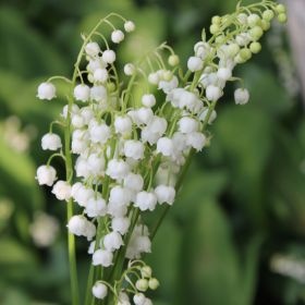 Brin de muguet en nature