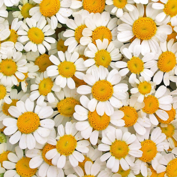 Marguerite