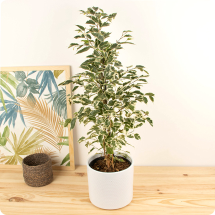 Ficus dans son cache pot