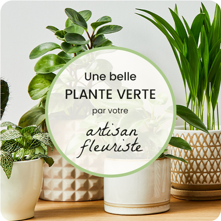 plante verte du fleuriste